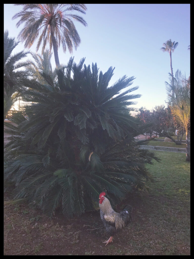 Jardín en Única Garden